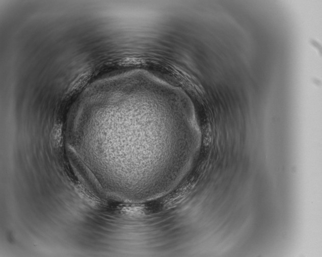 X0000096480560200802141724