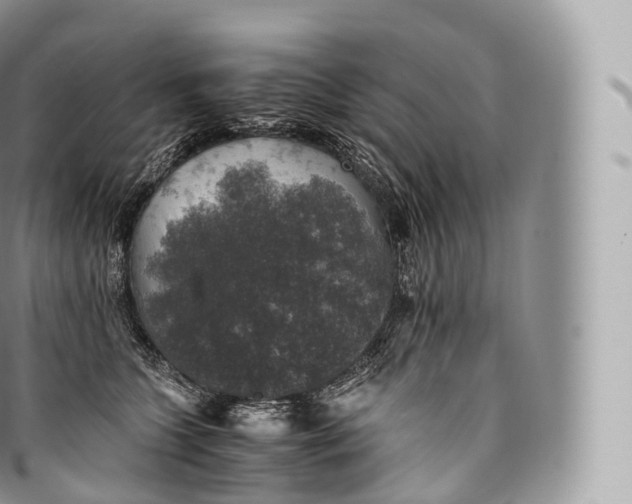 X0000096480563200802141724