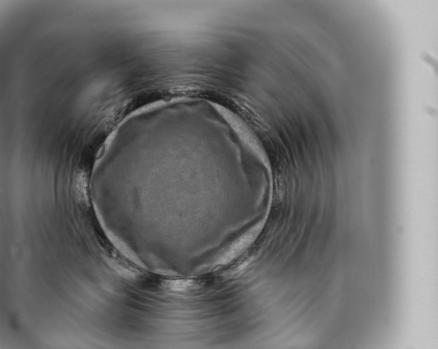 X0000096480575200802141725