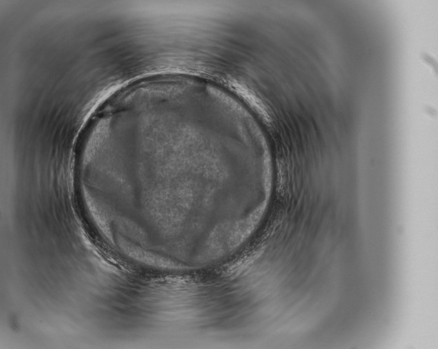 X0000096480580200802141724