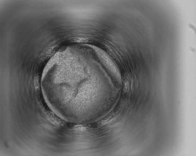 X0000096480620200802141723