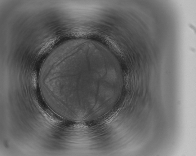 X0000096480644200802141723