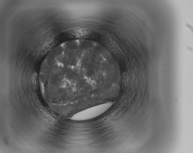 X0000096480650200802141723