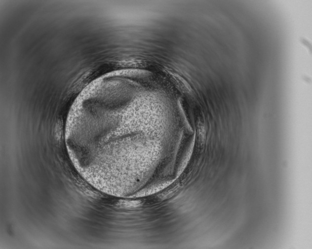 X0000096480665200802141723