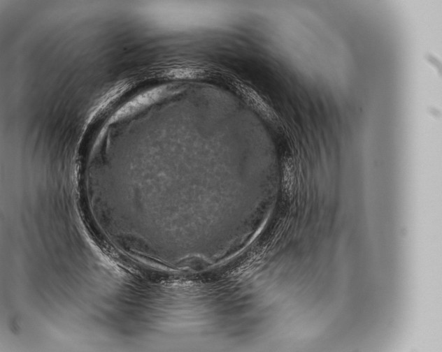 X0000096480730200802141721