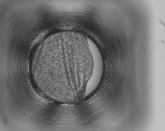 X0000096480734200802141721