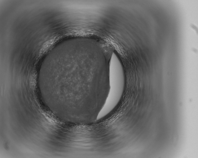 X0000096480736200802141721