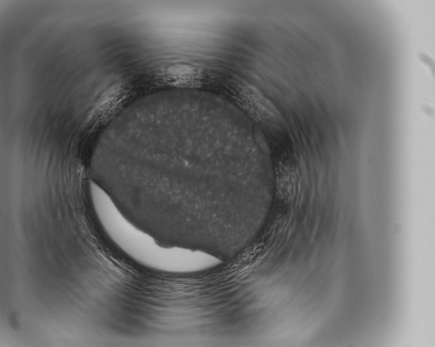 X0000096480748200802141721