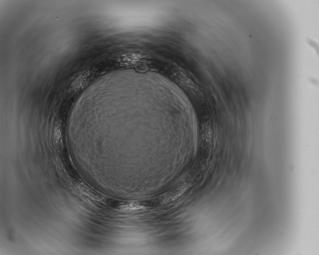 X0000096480754200802141721