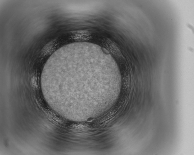 X0000096480755200802141721