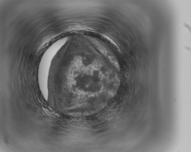 X0000096480775200802141721