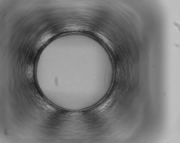 X0000096480778200802141721