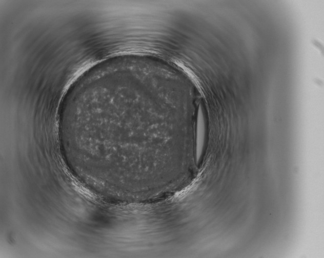 X0000096480779200802141721