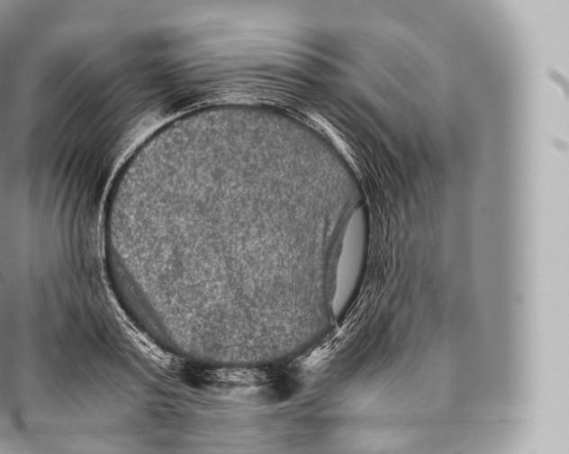 X0000096480795200802141720