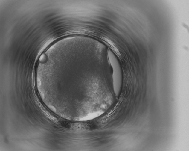 X0000096480796200802141720