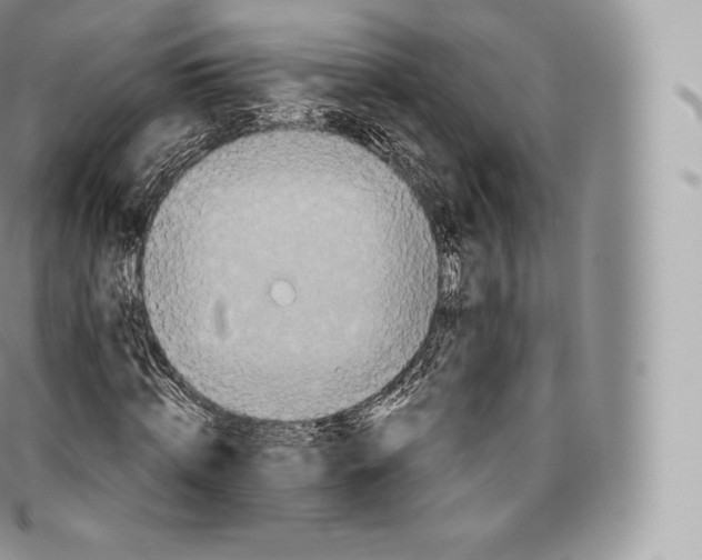 X0000096480820200802141719