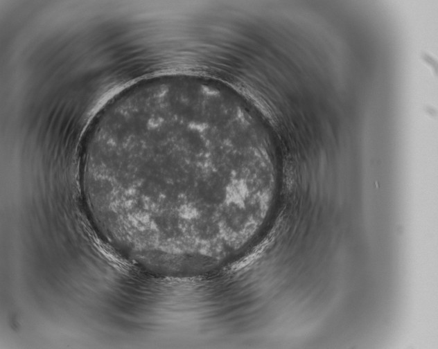 X0000096480830200802141720