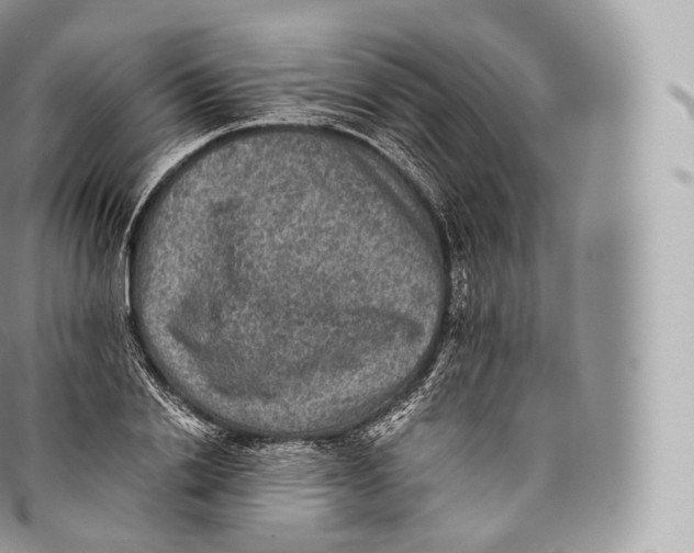 X0000096480838200802141720