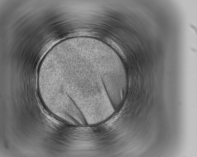 X0000096480844200802141720