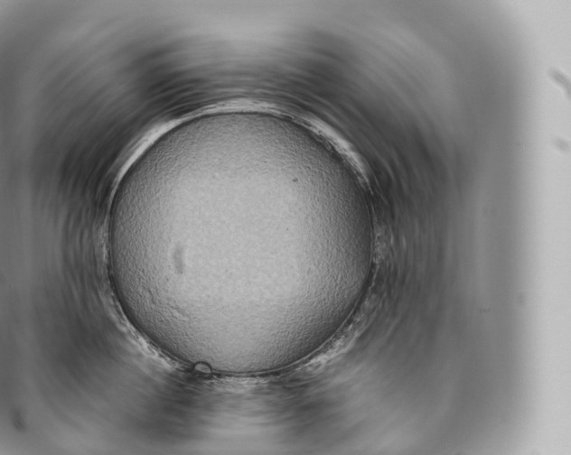 X0000096480860200802141720