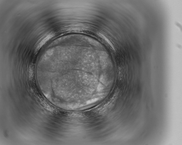 X0000096480874200802141719