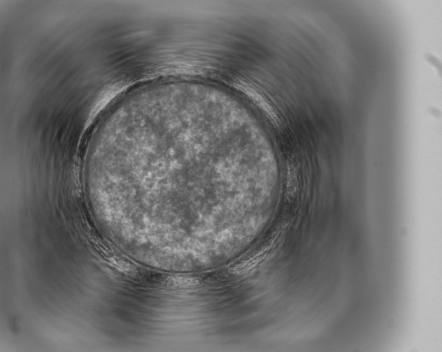 X0000096480878200802141719