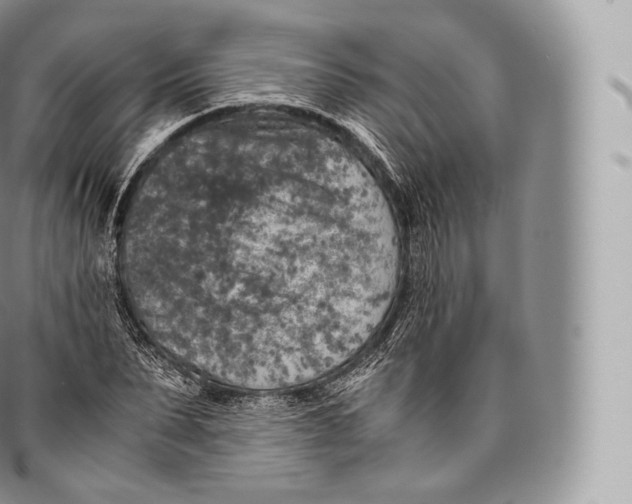 X0000096480879200802141719