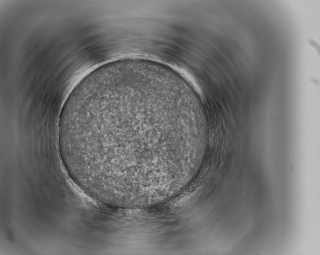 X0000096480903200802141719