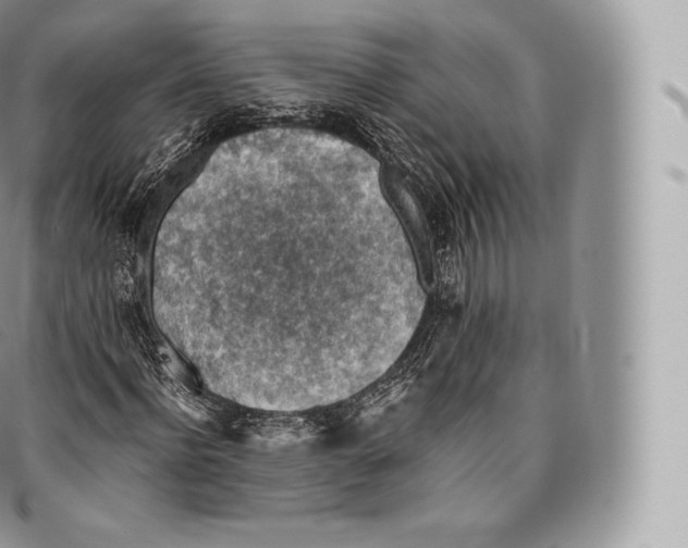 X0000096480916200802141718