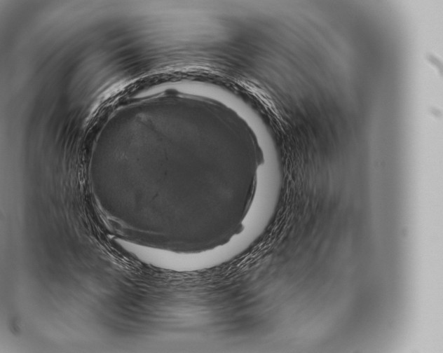 X0000096480920200802141718