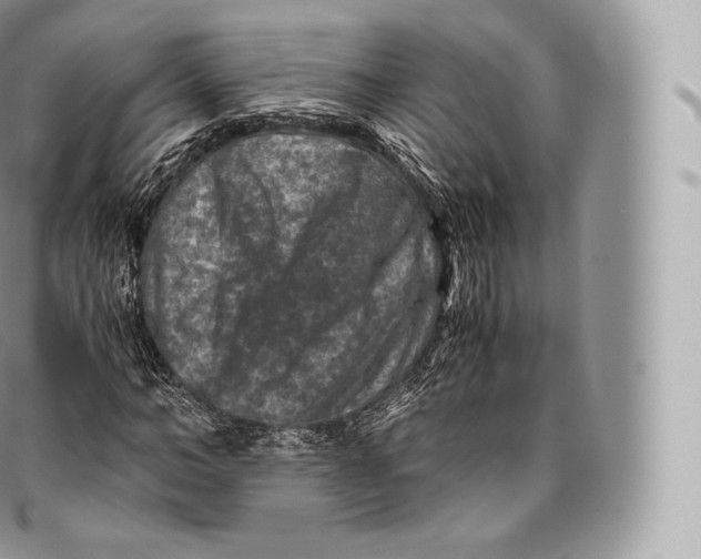 X0000096480966200802141718