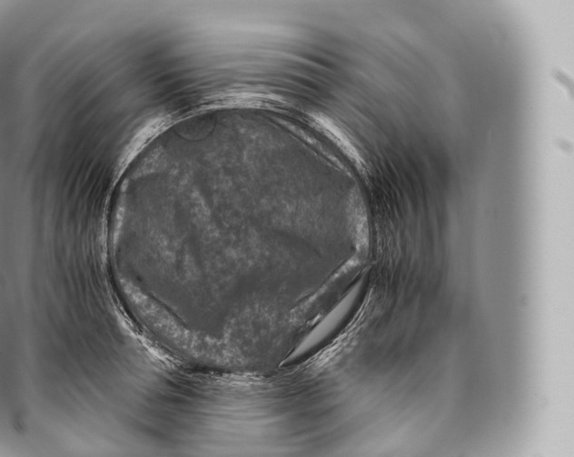 X0000096480994200802141717