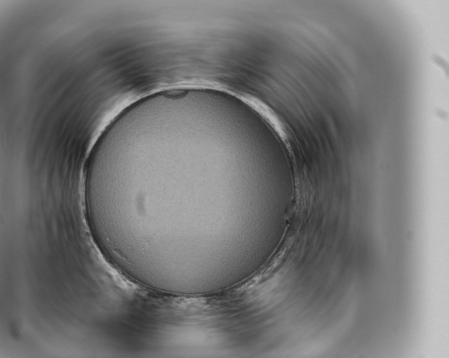 X0000096481006200802141717