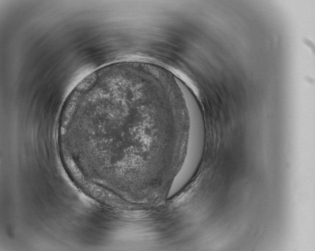 X0000096481007200802141717