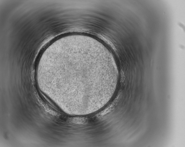 X0000096481029200802141717