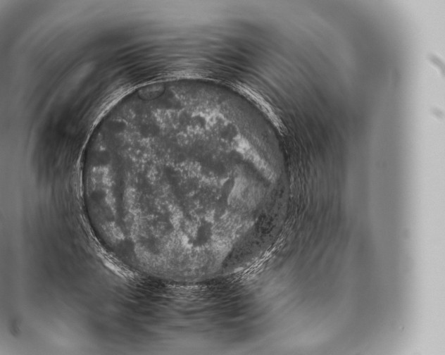 X0000096481031200802141717