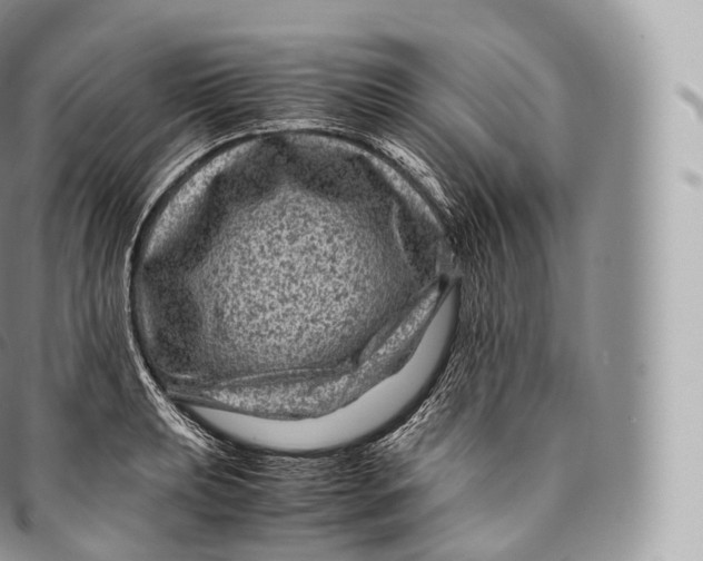 X0000096481039200802141717