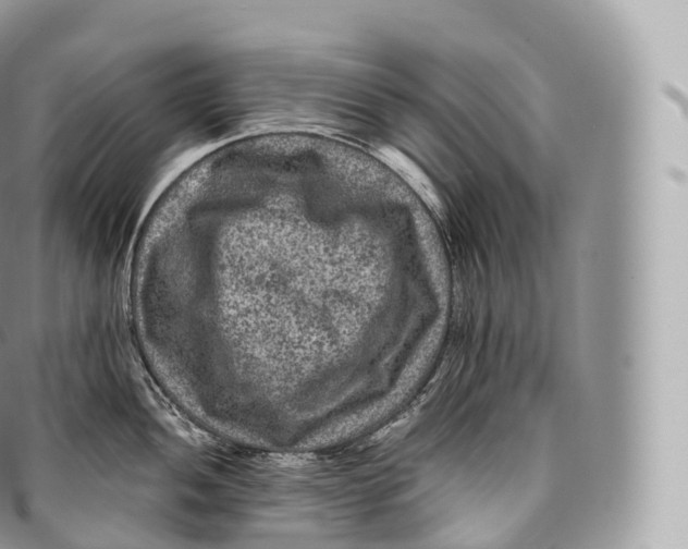 X0000096481052200802141717