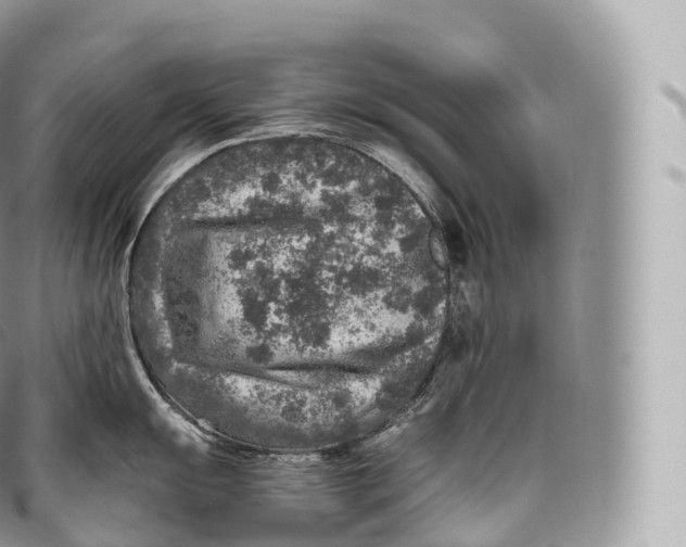 X0000096481055200802141717