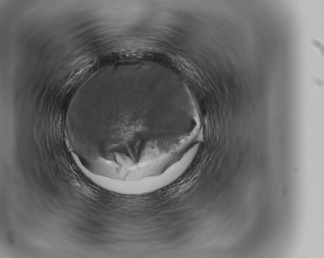 X0000096481060200802141716