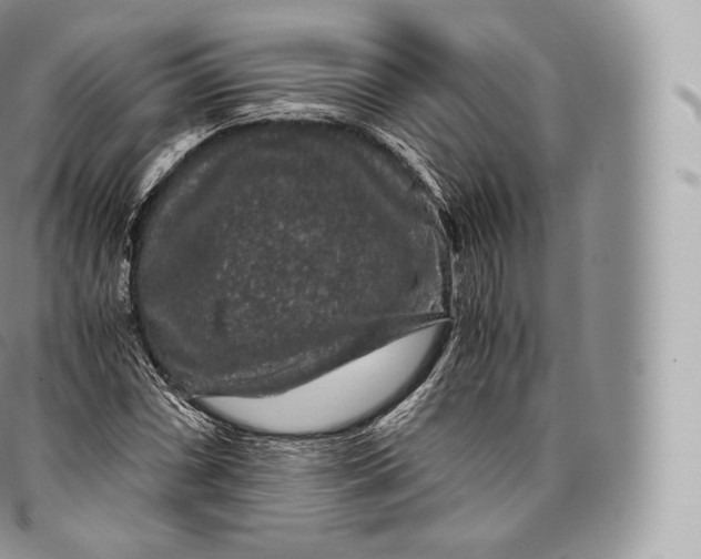 X0000096481066200802141716