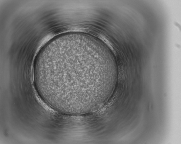 X0000096481080200802141716