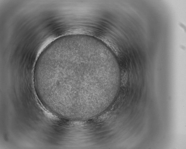 X0000096481086200802141716