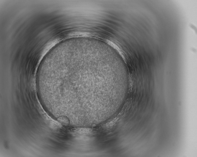 X0000096481090200802141716