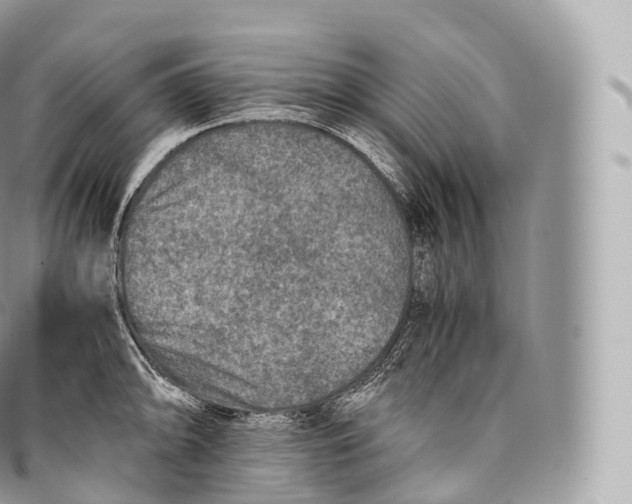 X0000096481094200802141716