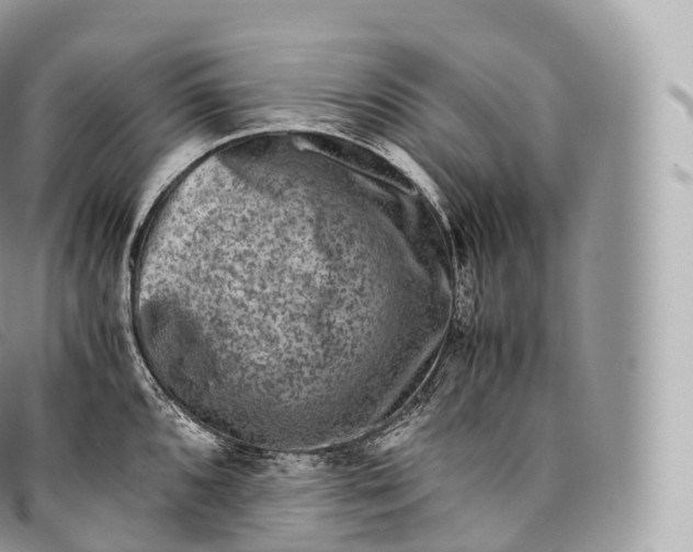 X0000096481096200802141716