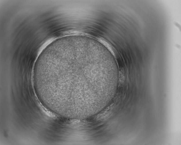 X0000096481098200802141716