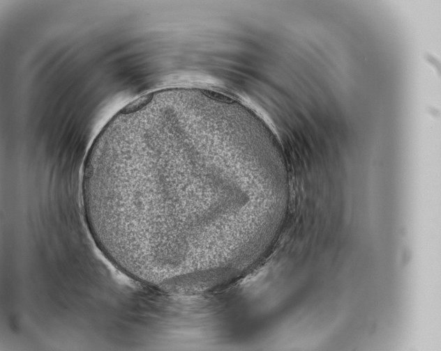 X0000096481103200802141716