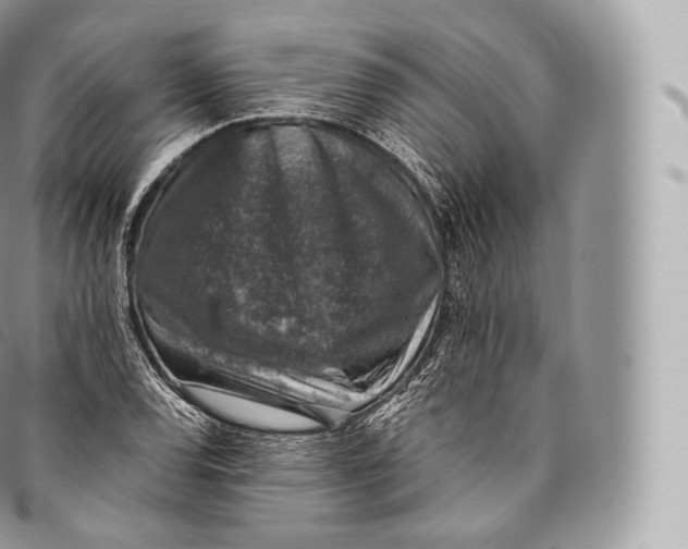 X0000096481120200802141715