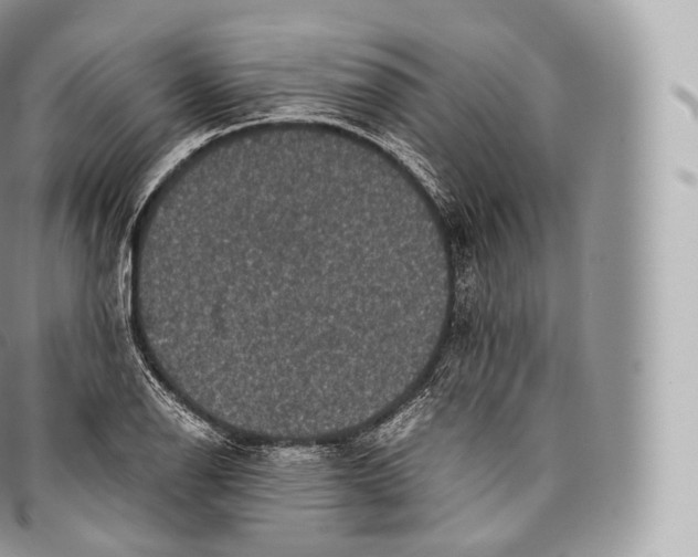 X0000096481126200802141715